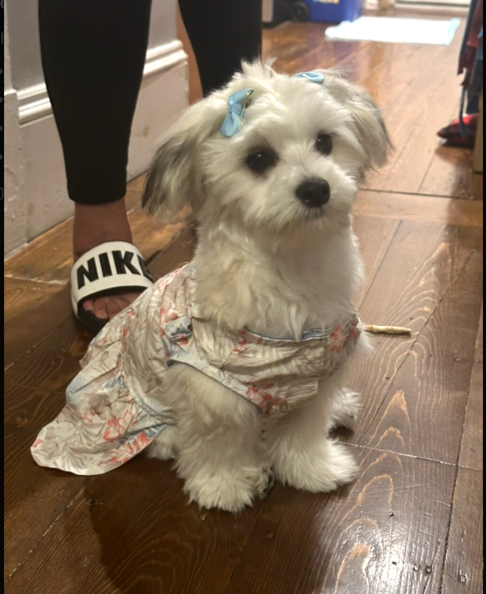 Bellina wearing a dress indoors