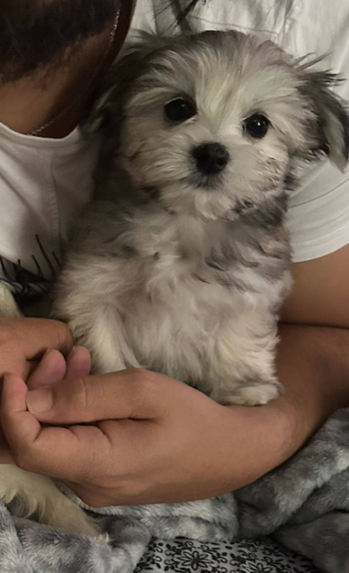 Bellina as a Maltese puppy (2 months old)